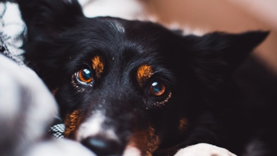 standaard hond ig